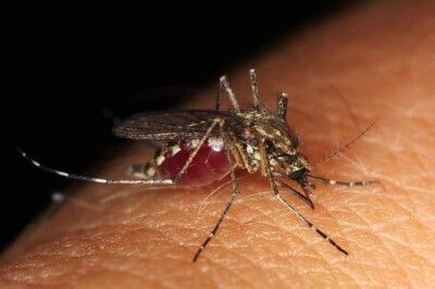 A mosquito bite can be dangerous in the case of an insect venom allergy